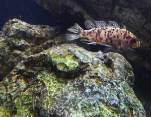 Metriaclima zebra 'Thumbi West'